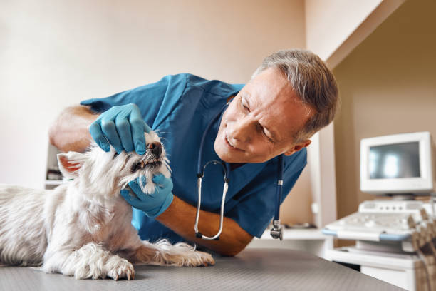 Best Emergency Dental Care for Broken or Chipped Teeth in Windsor, VA